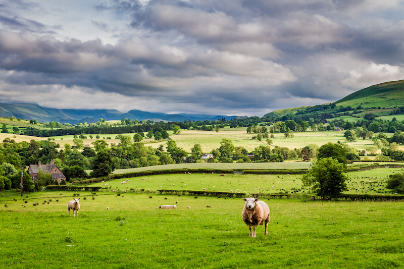 Sheep in a field around the Notehouse Farms Holiday Cottage